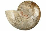 Huge, Choffaticeras (Daisy Flower) Ammonite Half - Madagascar #199246-2